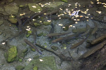 Growing trout in a fishpond
