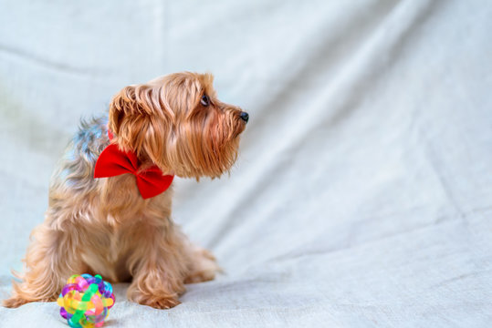 Portrait of a Yorkshire terrier