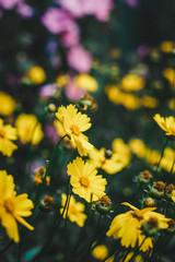 Yellow flowers with a bee in the garden