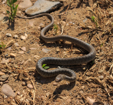 Snake (Dolichophis caspius)