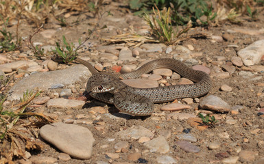 Snake (Dolichophis caspius)