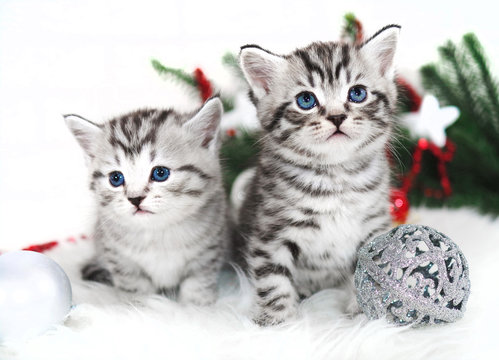 Two kittens new year christmas. Kittens for holidays