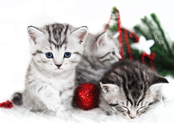 Kittens, Christmas holiday, red Christmas balls toys. Kittens breed Scottish British cute