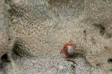 crab