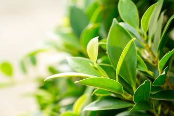 Closeup nature view of green leaf on blurred background in garden  using as background natural greenery plants landscape, ecology, fresh wallpaper concept.