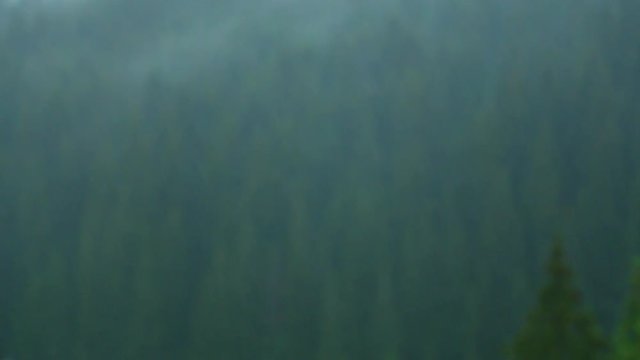 Heavy rain in mountain area. Beautiful thick coniferous green trees and raindrops background. Mist slowly moving among trees. Real time full hd video footage.