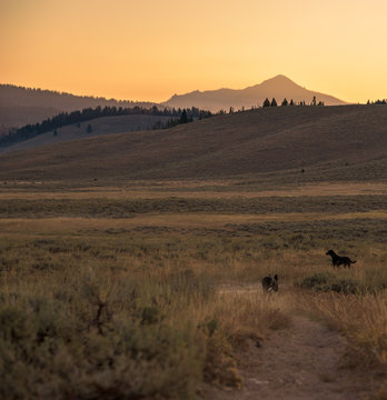 Dogs investigate a mountain scene at sunrise. 