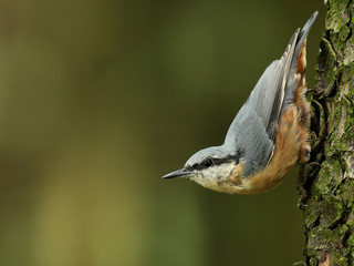 La Sittelle acrobate!