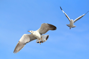 seagull flying in the blue sky