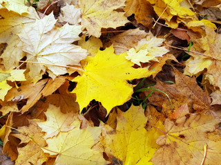 Naklejka na ściany i meble Gelb gefärbtes Herbstlaub