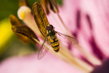 Little wasp on the flower stamens