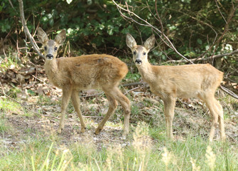 Jumeaux de chevrette devant le photographe!