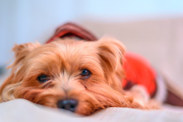 Portrait of a Yorkshire terrier