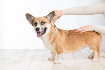 Grooming service. Close up of dog getting his hair cut at the groomer