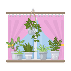 Plants and window.