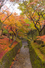 Fototapeta na wymiar Japan, Kyoto Autumn beautiful maple tree with colorful autumn leaves