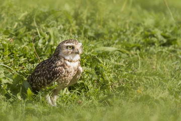Burrowing owl (Athene cunicularia) standing in grassland
