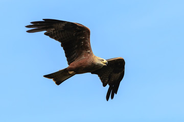 Black kite Milvus migrans in flight hunting
