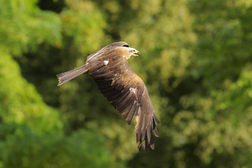 Black kite Milvus migrans in flight hunting