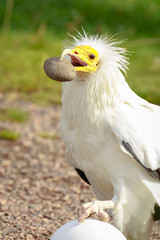 Egyptian vulture (Neophron percnopterus) bird of prey, breaks a big white egg with a stone in his beak.