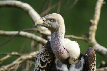 Close up of a Large Eurasian griffon vulture (Gyps fulvus)