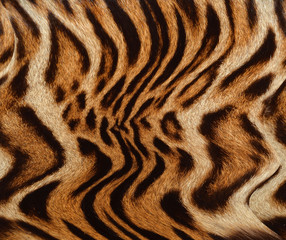 Fototapeta na wymiar tiger fur background