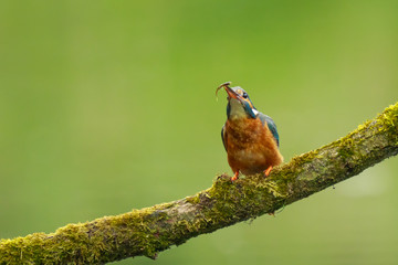 Close up of a Kingfisher Alcedo atthis eating fish