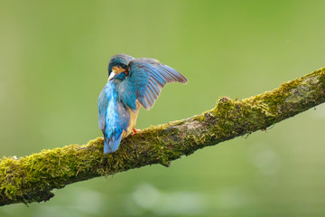 Close up of a Kingfisher Alcedo atthis preening