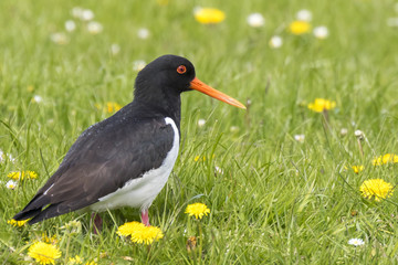 Eurasian oystercatcher (Haematopus ostralegus) perched in a green and blooming meadow.