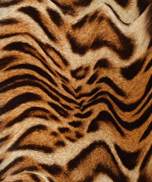 tiger fur background