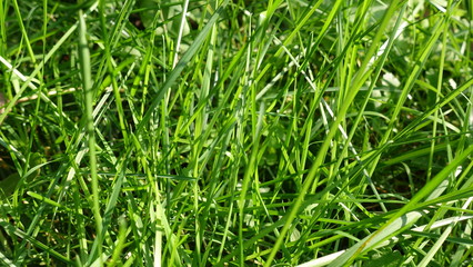 green grass macro, on a summer sunny day. background