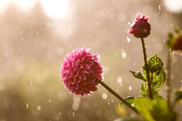 Dahlienblüte im Garten während Regenschauer