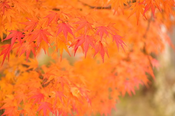 もみじ　紅葉