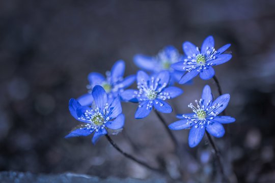 Leberbl&uuml;mchen (Hepatica nobilis)

