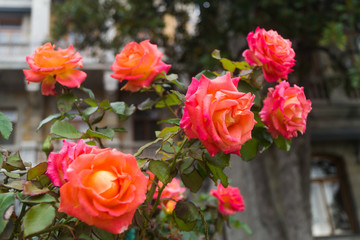 Pink orange roses grow in the garden on a nasty day