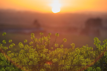 sunset with mustard flowers