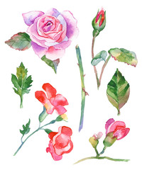 Watercolor flowers illustration