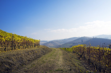 Fototapeta na wymiar Grinzane Cavour (Piedmont, Italy): the Barolo vineyards autumn. Color image