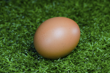 Eggs in of the lawn.