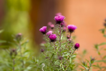 pink milk thistle flower in bloom in summer day