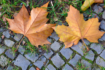 Herbstlaub eines Strassenbaumes liegt auf einem Gehweg