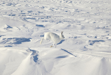 Big Northern hare in the natural environment, on the snow in motion, white winter coloring skins