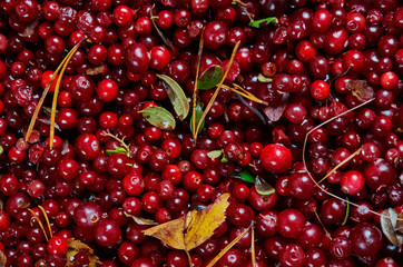 Cowberry cranberry texture