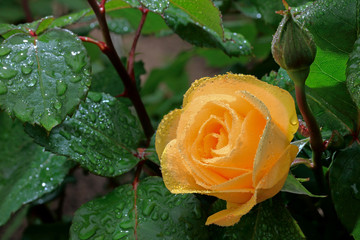 róża po deszczu