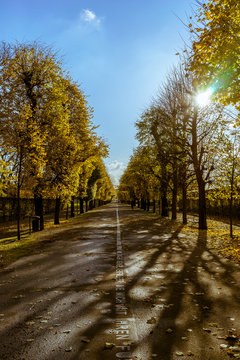Herbstliche Allee in einem Park, Augarten in Wien 