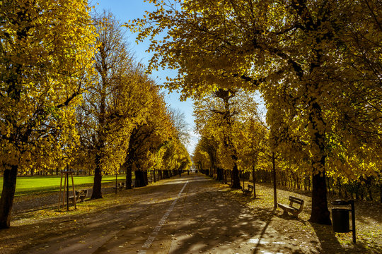 Herbst Allee in einem Park, Augarten in Wien 