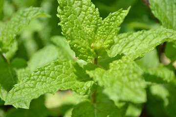 Mint Leaves