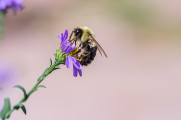 Macro bee on flower