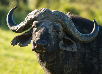 Buffalo from  Big Five in Masai Mara in Kenya