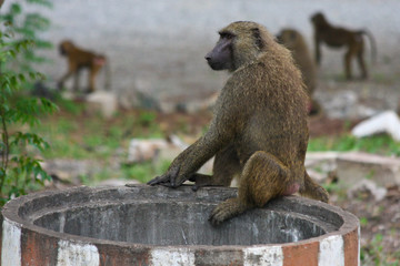 baboons